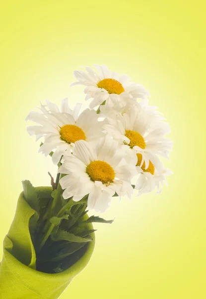 White camomile on white — Stock Photo, Image