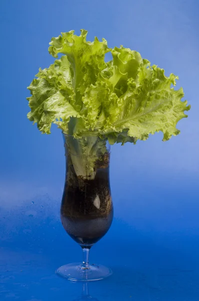 Fresh herbage — Stock Photo, Image