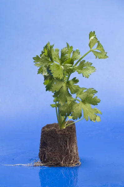 Celery in hand — Stock Photo, Image