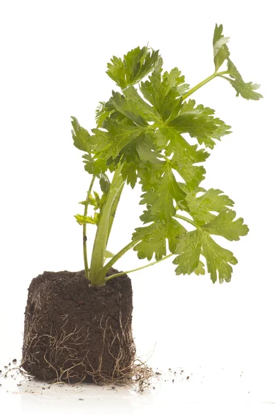 Celery plant — Stock Photo, Image