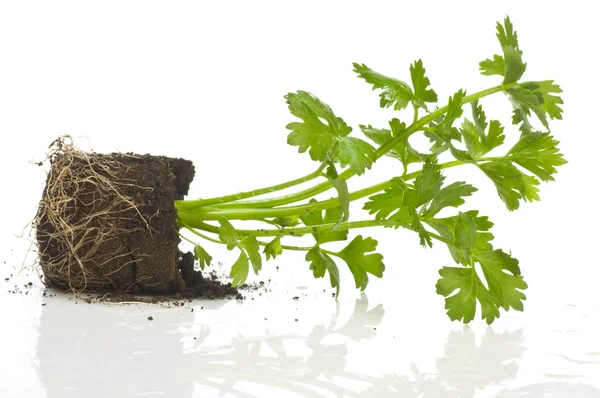 Celery plant — Stock Photo, Image