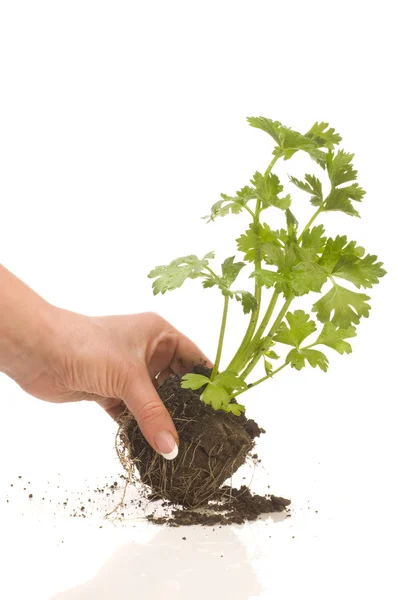 Celery in hand — Stock Photo, Image