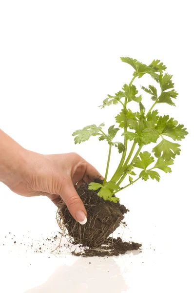 stock image Celery in hand