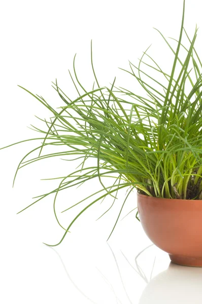 Grass pot — Stock Photo, Image
