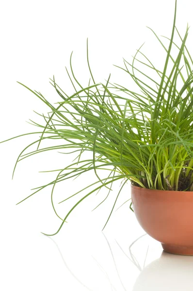 Gras pot — Stockfoto