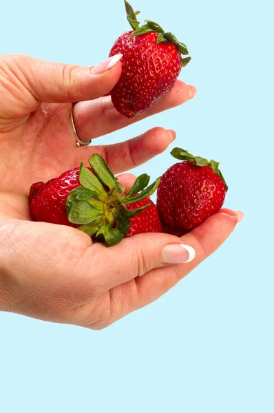 Strawberry in hands — Stock Photo, Image