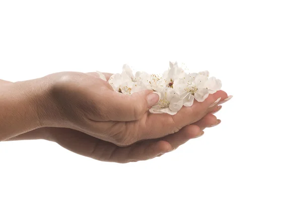 Fiore di albicocca in mano — Foto Stock
