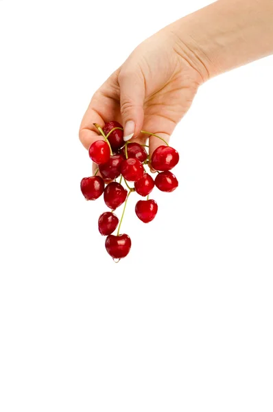 Cherries in hand — Stock Photo, Image
