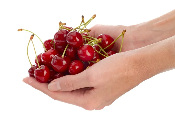 Cherries in hands — Stock Photo, Image