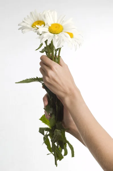 Camomile in hand — Stock Photo, Image