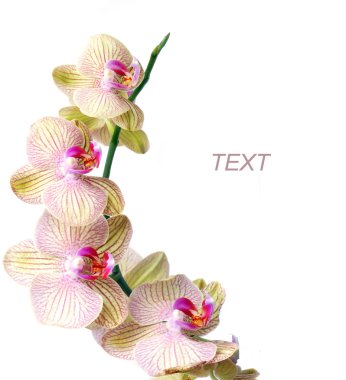 Orchid isolated on a white clipart