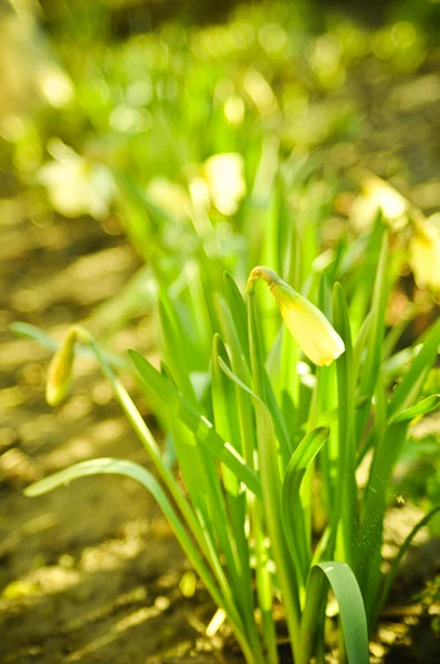 Narcissus in the spring garden — Stock Photo, Image