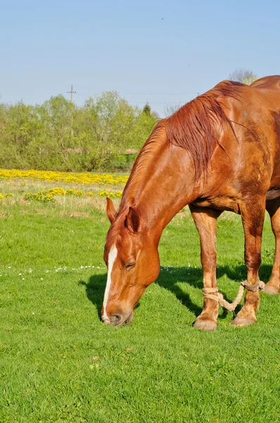 Un caballo marrón pastando — Foto de Stock