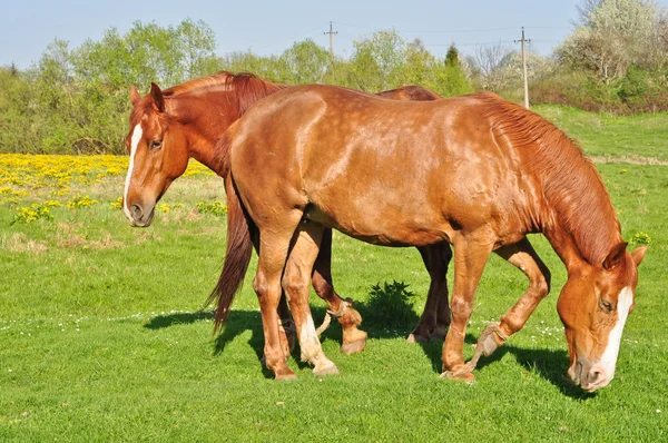 Dos caballos marrones pastando —  Fotos de Stock