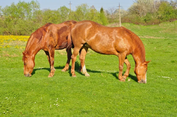 两个棕色马在吃草 — 图库照片