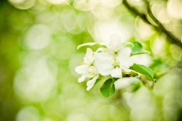 Мягкий фокус крупным планом яблочного цветка — стоковое фото