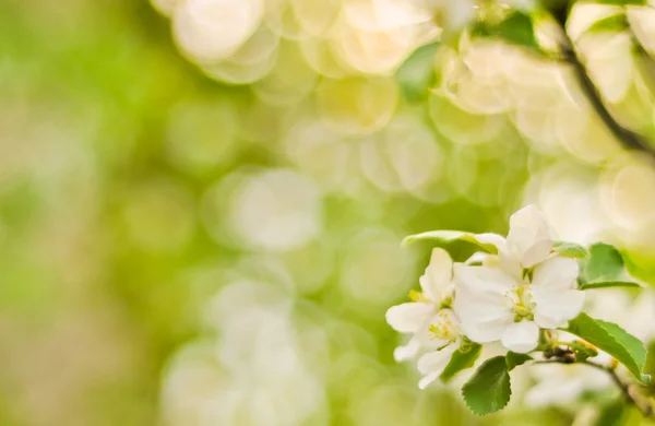 Soft-focus close-up of apple blossom — Stock Photo, Image