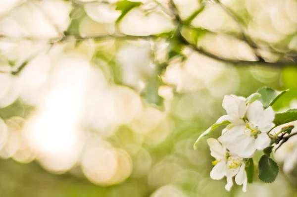 Soft-focus close-up of apple blossom — Stock Photo, Image