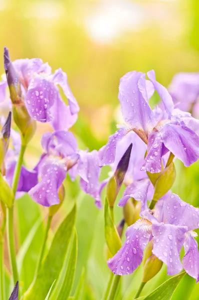 Purple irises in the garden — Stock Photo, Image