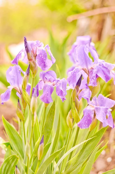 Purple irises in the garden — Stock Photo, Image