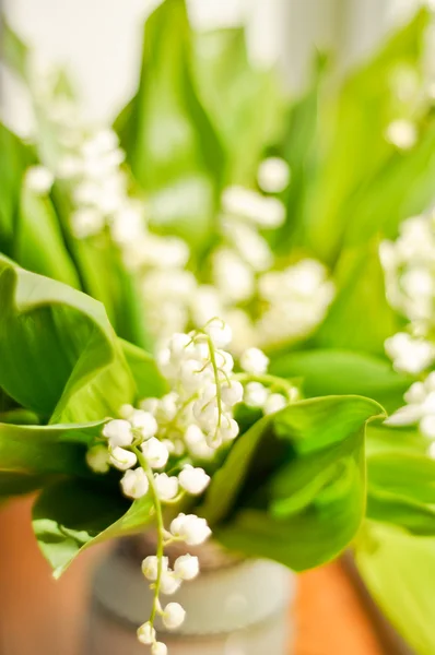 Lilly of the valley — Stock Photo, Image
