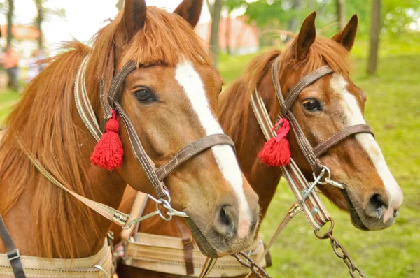 Две коричневые лошади — стоковое фото
