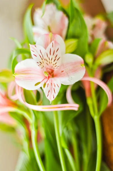 stock image Bouquet of alstroemeria