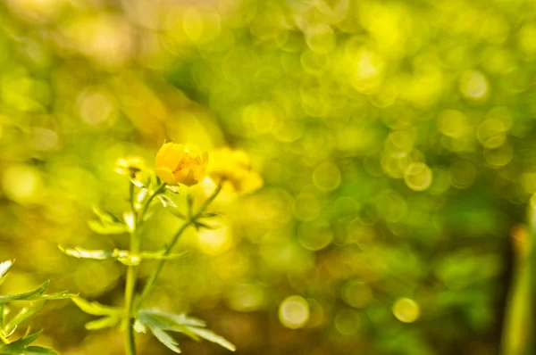 美丽的黄色花朵 — 图库照片