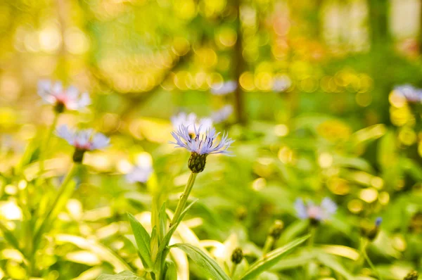 Kornblumen im Garten — Stockfoto