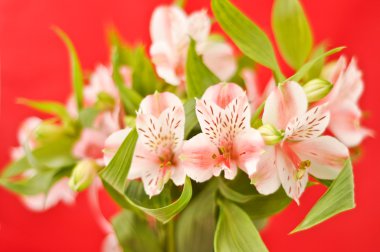 Kırmızı izole alstroemeria buket