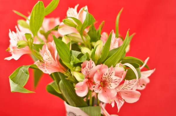 Bouquet von Alstroemerien isoliert auf rot — Stockfoto