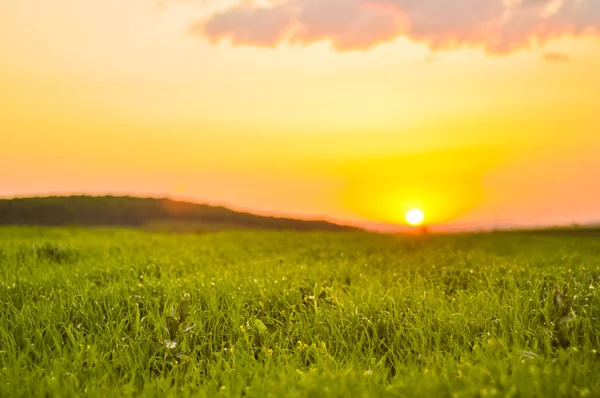 Sunset over the field — Stock Photo, Image