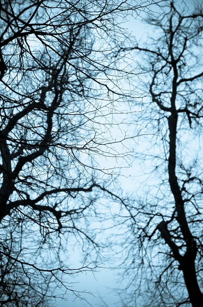 stock image Evening tree branches