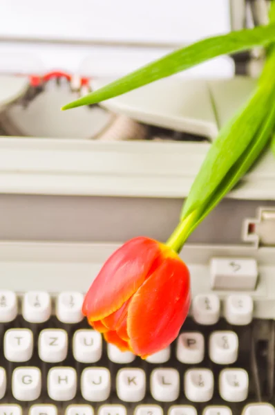 Retro Pohlednice s psací stroj a tulipány — Stock fotografie