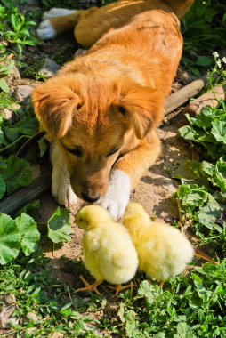 küçük tavuk ile komik köpek yavrusu