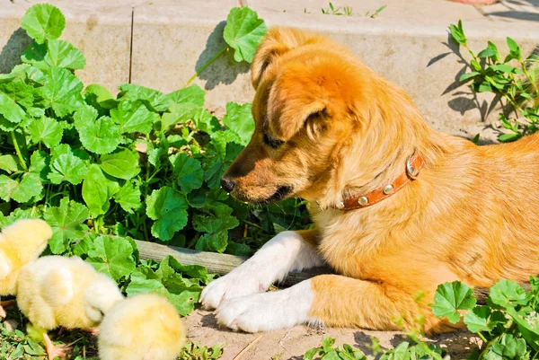 stock image Funny puppy with small chickens