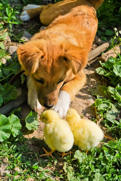 stock image Funny puppy with small chickens