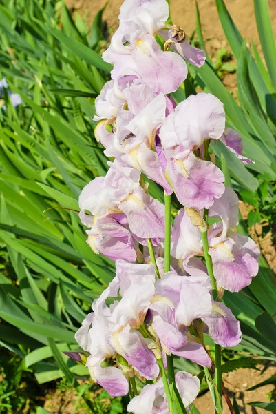 Irises in the garden — Stock Photo, Image