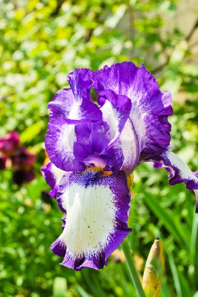 Irises in the garden — Stock Photo, Image