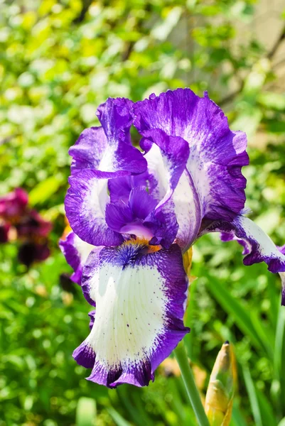 stock image Irises in the garden