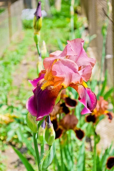 Schwertlilien im Garten — Stockfoto