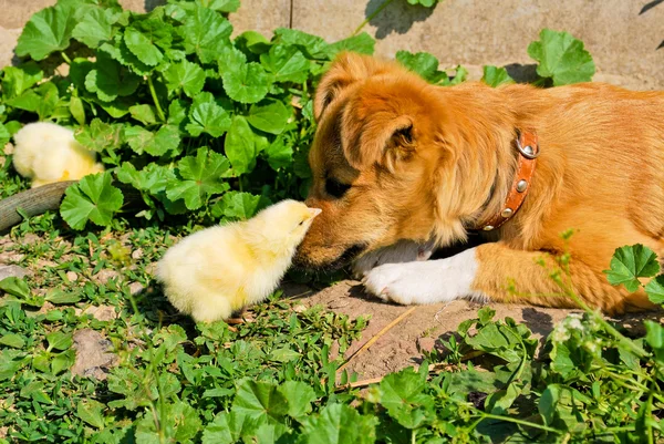 Funny puppy with small chickens Stock Image