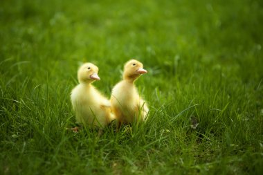 küçük ducklings yeşil çimenlerin üzerinde açık