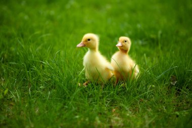 küçük ducklings yeşil çimenlerin üzerinde açık