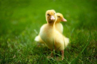 küçük ducklings yeşil çimenlerin üzerinde açık