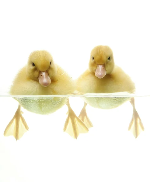 Cute ducklings swimming — Stock Photo, Image