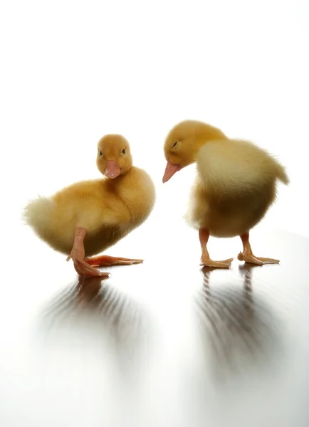 Ducklings — Stock Photo, Image