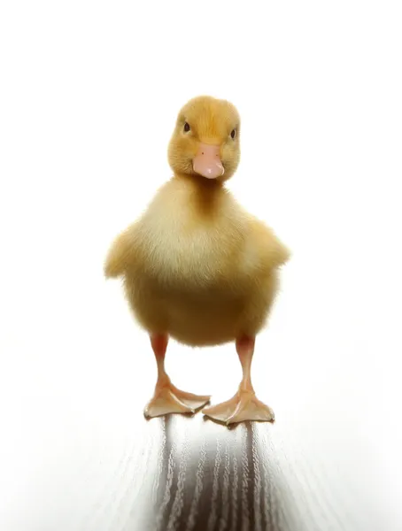 Duckling — Stock Photo, Image