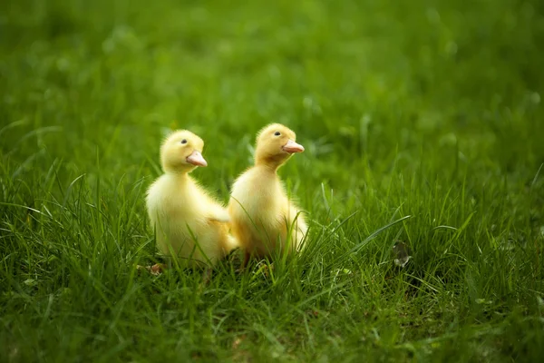 Små ungar utomhus på grönt gräs — Stockfoto