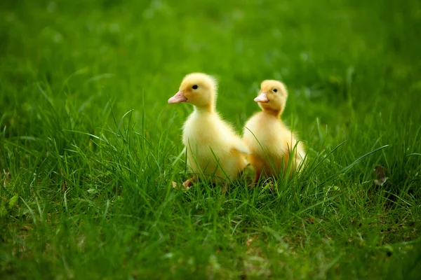 Small ducklings outdoor on green grass — Stock Photo, Image